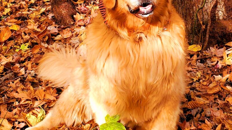 King Fisher Park - Staten Island, NY