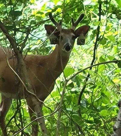 Westwood Park - Staten Island, NY