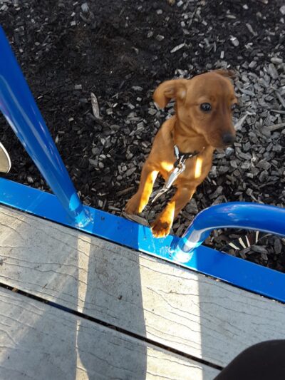 Jaycees Park - Steeleville, IL