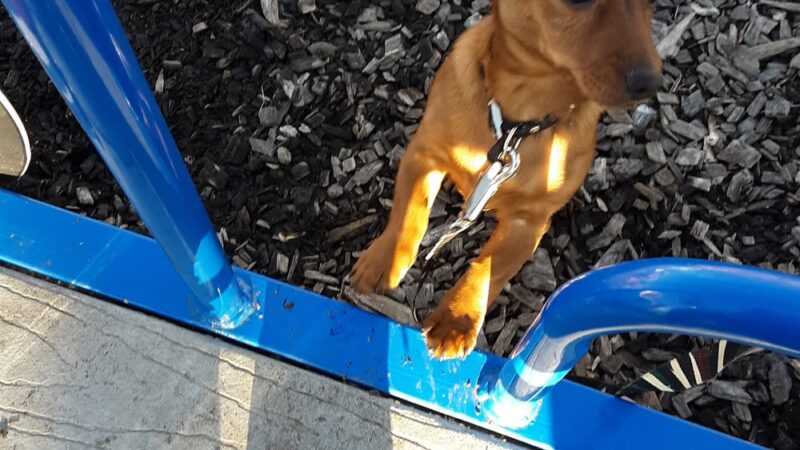 Jaycees Park - Steeleville, IL