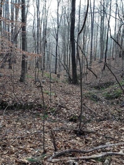 Ledge Creek Forest Conservation Area - Trailhead #1 - Stem, NC