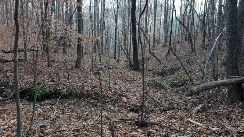 Ledge Creek Forest Conservation Area - Trailhead #1 - Stem, NC