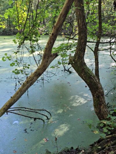 Ledge Creek Forest Conservation Area - Trailhead #1 - Stem, NC
