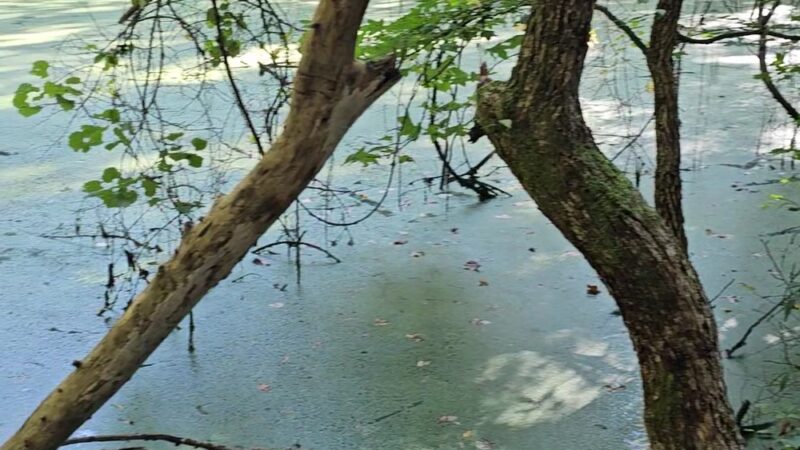 Ledge Creek Forest Conservation Area - Trailhead #1 - Stem, NC