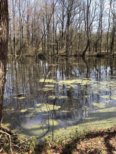 Ledge Creek Forest Conservation Area - Trailhead #2 - Stem, NC