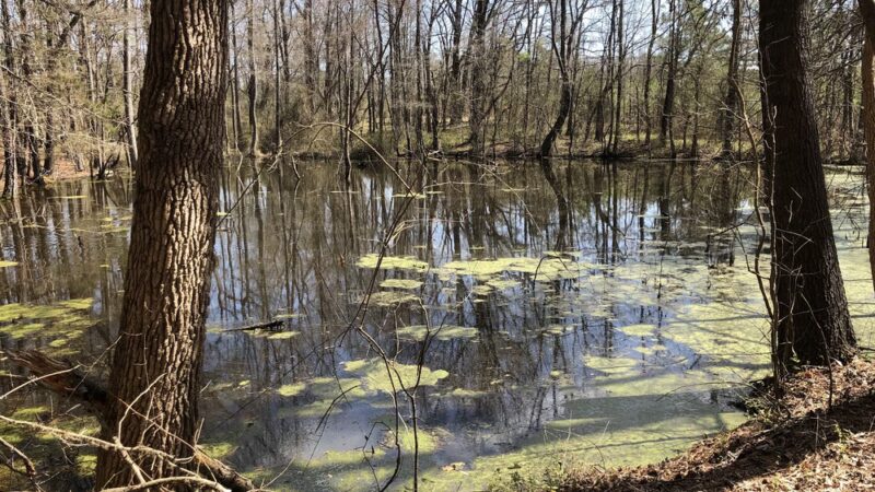 Ledge Creek Forest Conservation Area - Trailhead #2 - Stem, NC