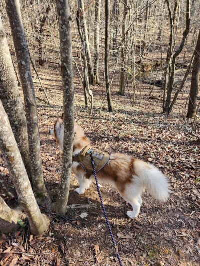 Ledge Creek Forest Conservation Area - Trailhead #2 - Stem, NC