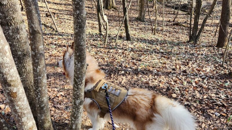 Ledge Creek Forest Conservation Area - Trailhead #2 - Stem, NC