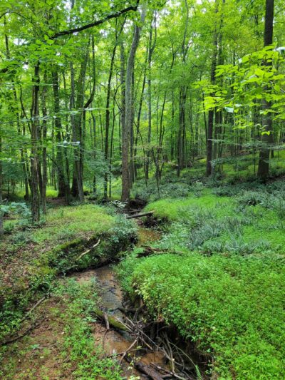 Roberts Chapel Conservation Area - Stem, NC