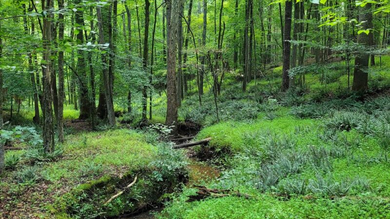 Roberts Chapel Conservation Area - Stem, NC