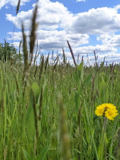 Sherando Bike Park - Stephens City, VA