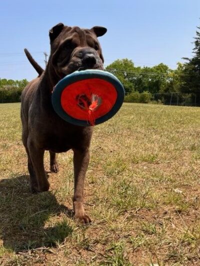 Strategic Paws Boarding - Stephens City, VA