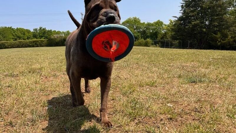 Strategic Paws Boarding - Stephens City, VA