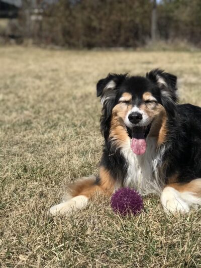 Strategic Paws Boarding - Stephens City, VA