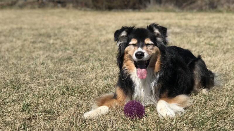 Strategic Paws Boarding - Stephens City, VA