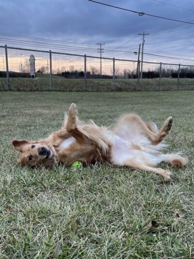 Strategic Paws Boarding - Stephens City, VA