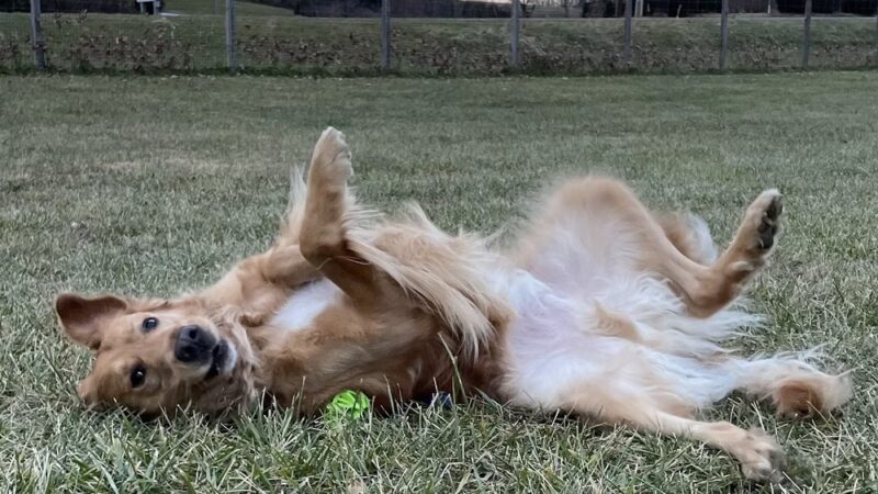 Strategic Paws Boarding - Stephens City, VA