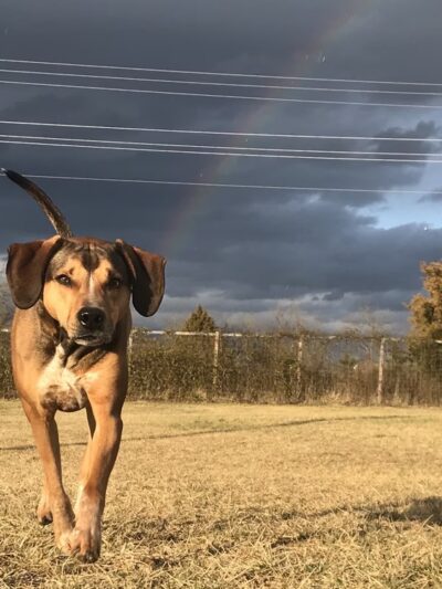 Strategic Paws Boarding - Stephens City, VA