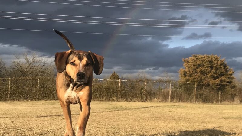 Strategic Paws Boarding - Stephens City, VA