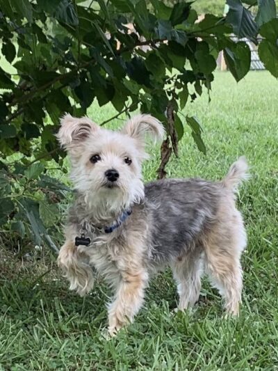 Strategic Paws Boarding - Stephens City, VA