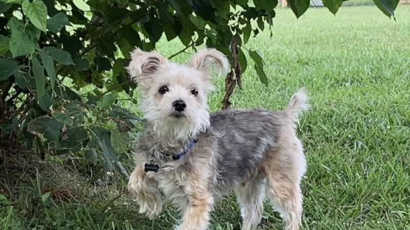 Strategic Paws Boarding - Stephens City, VA