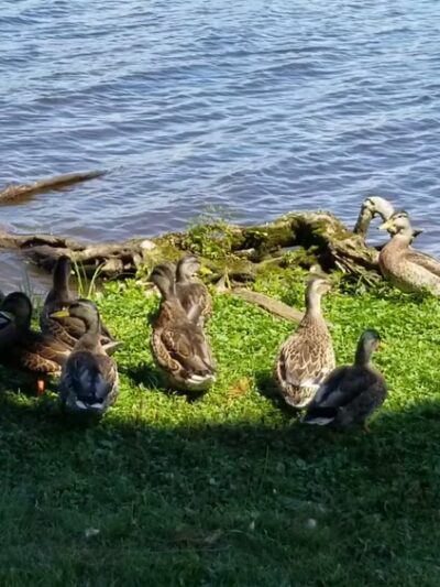 Mead Park - Stevens Point, WI