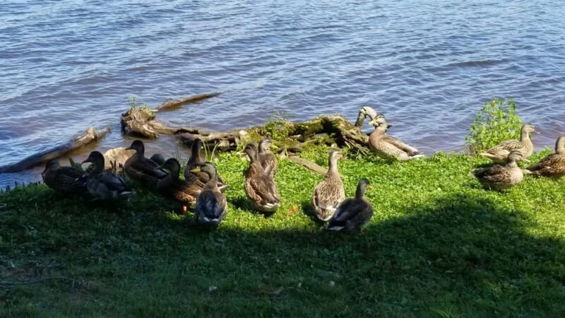 Mead Park - Stevens Point, WI