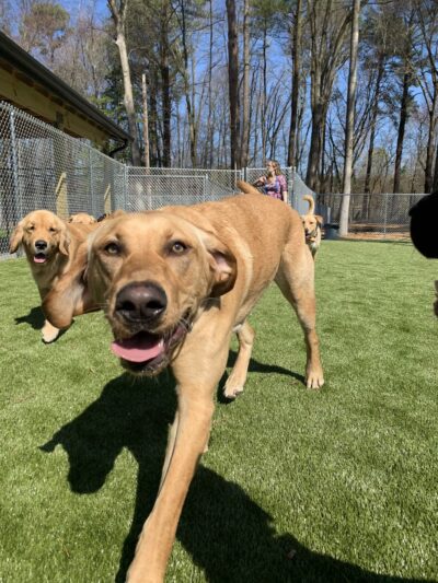 Dogwood Acres Pet Retreat - Stevensville, MD