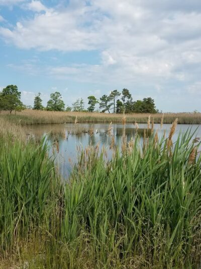 Terrapin Nature Park - Stevensville, MD
