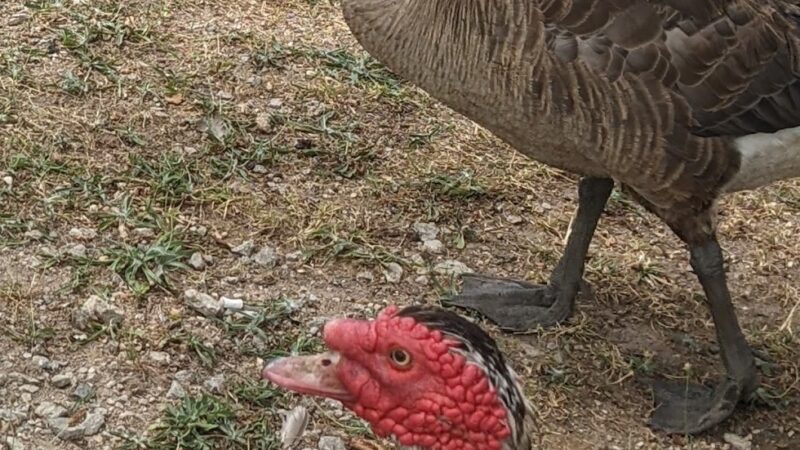 Adair Park - Stilwell, OK