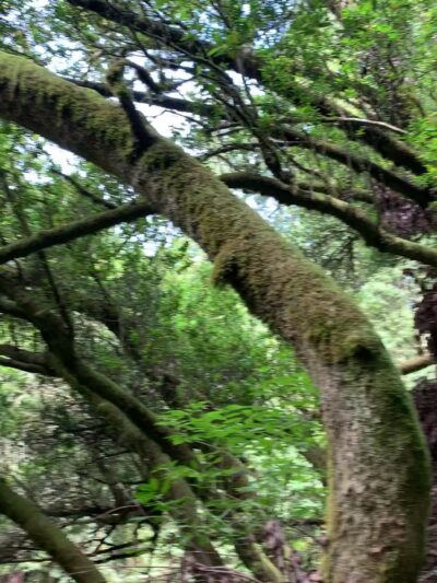 Dipsea Trail Head - Stinson Beach, CA