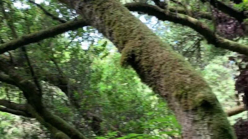 Dipsea Trail Head - Stinson Beach, CA