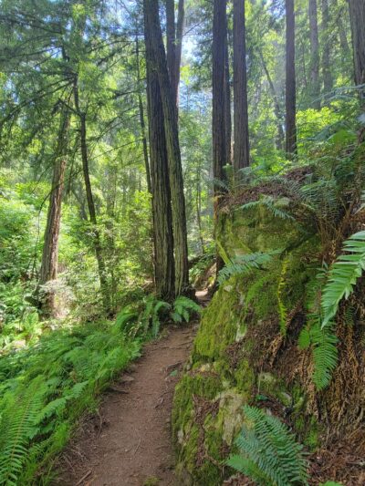 Dipsea Trail Head - Stinson Beach, CA