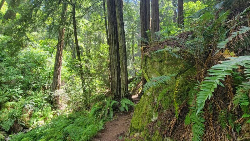 Dipsea Trail Head - Stinson Beach, CA