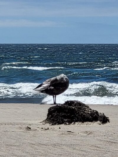 Stinson Beach Parking - Stinson Beach, CA