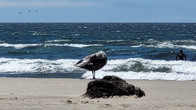Stinson Beach Parking - Stinson Beach, CA