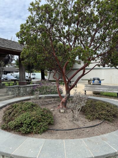Village Green Park - Stinson Beach, CA