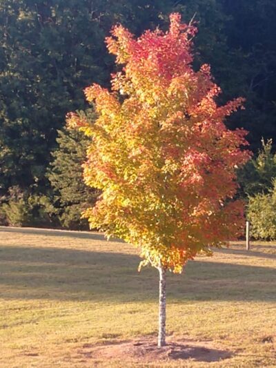 Stokesdale Town Park at Martin's Meadow - Stokesdale, NC