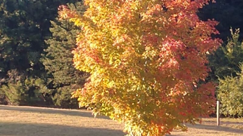 Stokesdale Town Park at Martin's Meadow - Stokesdale, NC