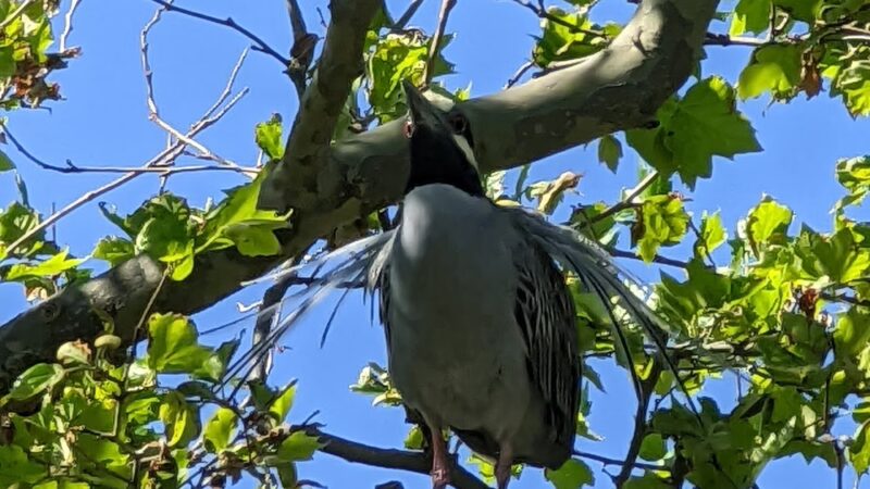 Chelsea Place Park - Stone Harbor, NJ