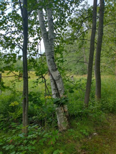 Stone Lake Wetland Park - Stone Lake, WI