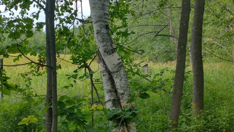 Stone Lake Wetland Park - Stone Lake, WI