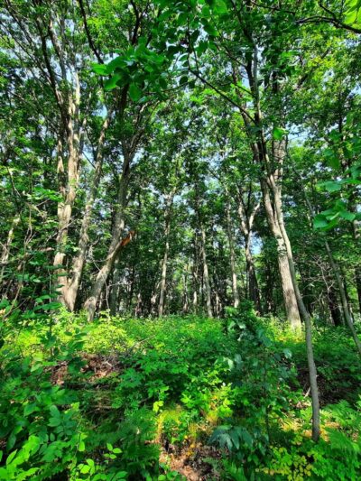 Stone Lake Wetland Park - Stone Lake, WI