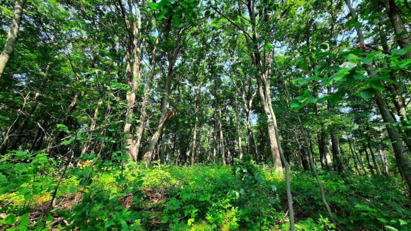 Stone Lake Wetland Park - Stone Lake, WI