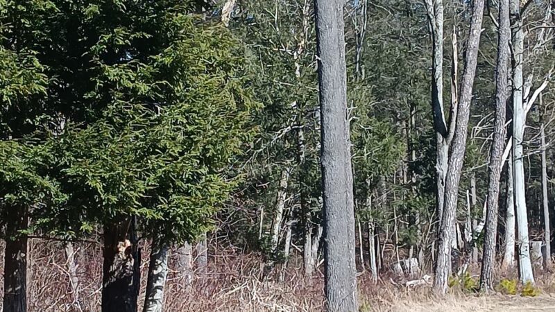 Marbletown Meadows - Stone Ridge, NY