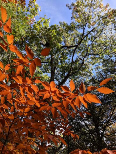 Whip Hill Park - Stoneham, MA