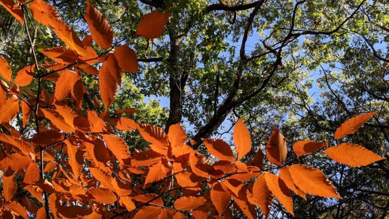 Whip Hill Park - Stoneham, MA