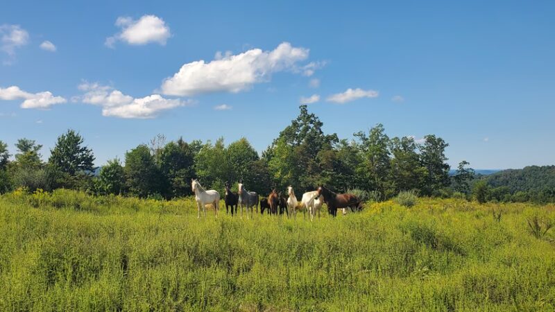 Hillbilly Stays Campground / Grace Elk Outfitters -Elk Camp - Stoney Fork, KY