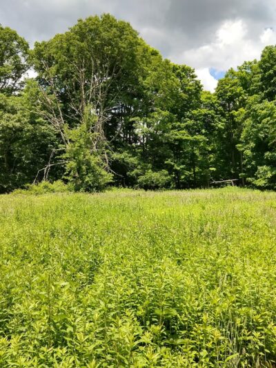 Fennerswood West Tract - Stonington, CT