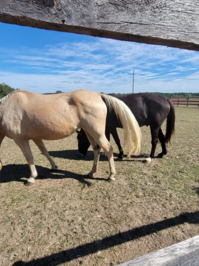 Sussex County Animal Services - Stony Creek, VA